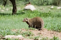 Serengeti banded mongoose11